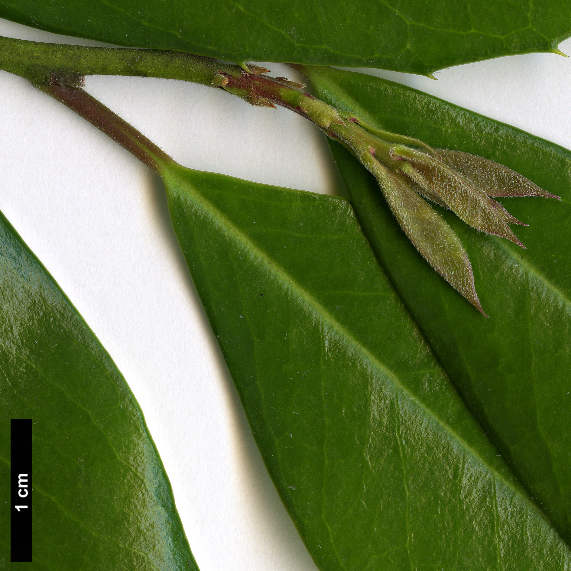 High resolution image: Family: Aquifoliaceae - Genus: Ilex - Taxon: cassine - SpeciesSub: × I.cumulicola '580 Lady'